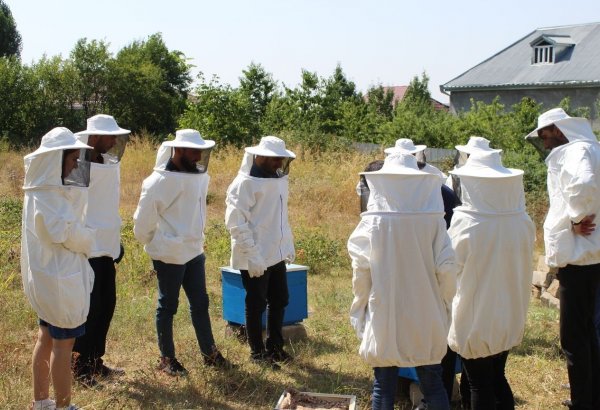 В Азербайджане для малообеспеченной молодежи созданы пчеловодческие хозяйства