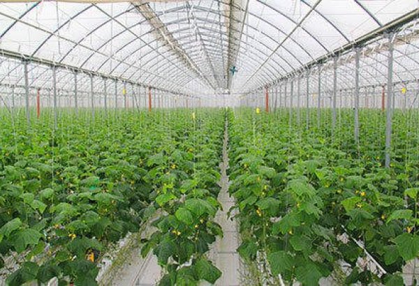 В Казахстане построят теплицу на 60 тысяч тонн овощей и птицефабрику
