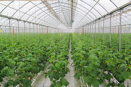 Turkmenistan introduces new sanitary standards for greenhouses
