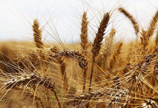 ФАО пока не прогнозирует дефицит зерна