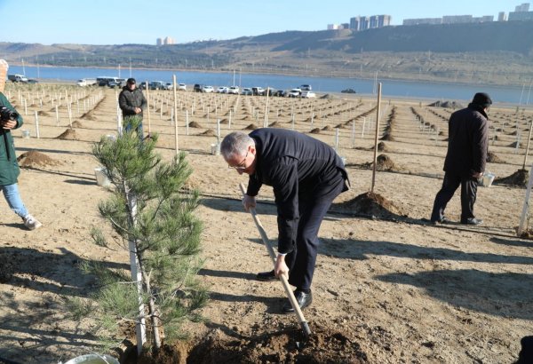 В Баку прошла акция по посадке деревьев, приуроченная к 60-летнему юбилею Президента Ильхама Алиева