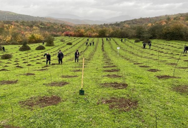 На освобожденных территориях Азербайджана посажено более 20 тыс. деревьев - минэкологии