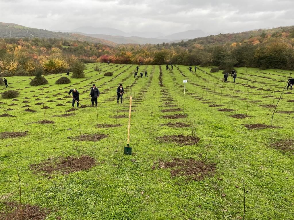 На освобожденных территориях Азербайджана посажено более 20 тыс. деревьев - минэкологии