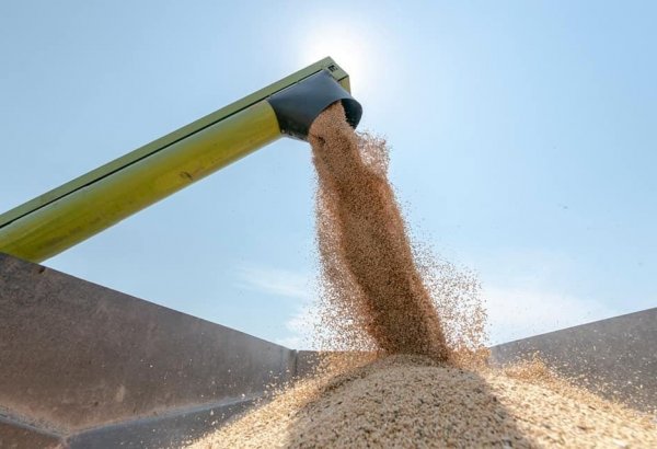 Цены на зерно и продукты питания на мировых рынках за последний год резко выросли