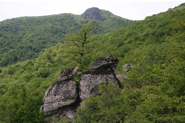 Продолжается работа по включению Гирканских лесов Азербайджана в Список всемирного наследия ЮНЕСКО