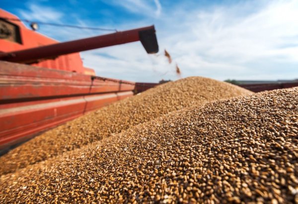 Azerbaijan’s self-sufficiency in wheat reaches 60%