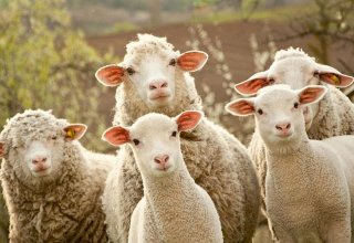 Kyrgyzstani company starts supplying lamb meat to UAE