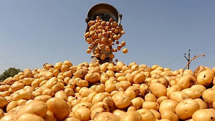Быйыл Кыргызстанда картошка аянтын 75 миң гектарга жеткирүү пландалууда