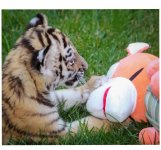 Heydər Əliyev Fondunun vitse-prezidenti Leyla Əliyeva Bakı Zooloji Parkında pələng balasının doğulması ilə bağlı paylaşım edib (FOTO)