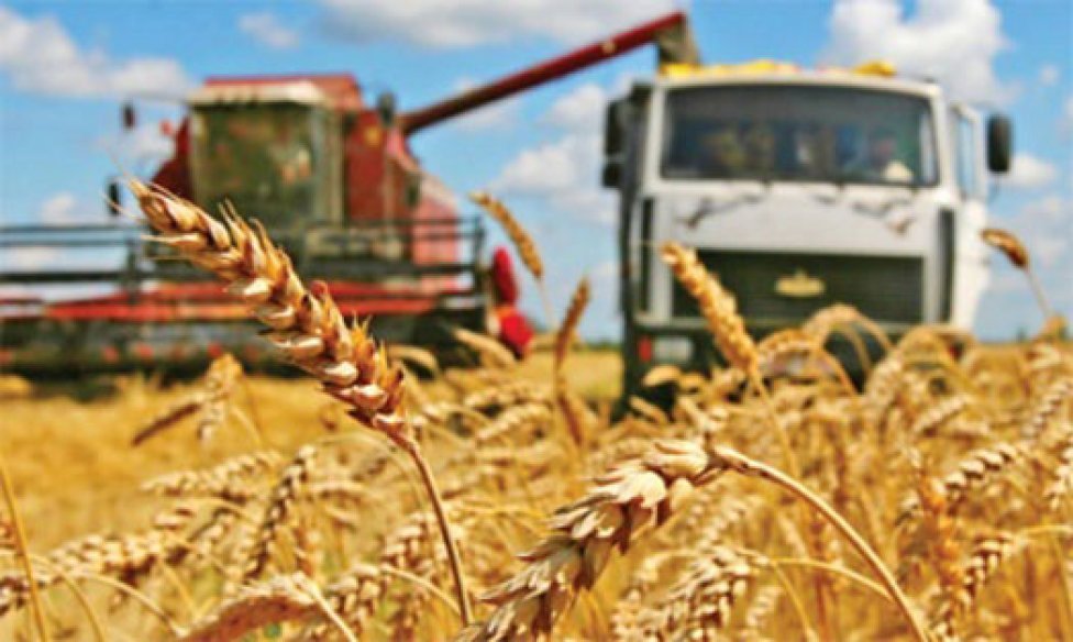 В текущем году в Кыргызстане ожидается до 700 тыс. тонн урожая пшеницы
