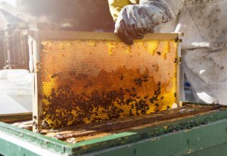 Swiss organization helps Kyrgyz entrepreneurs to boost honey production