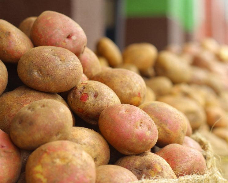 Узбекистан готов импортировать ежегодно 500 тыс. тонн кыргызского картофеля