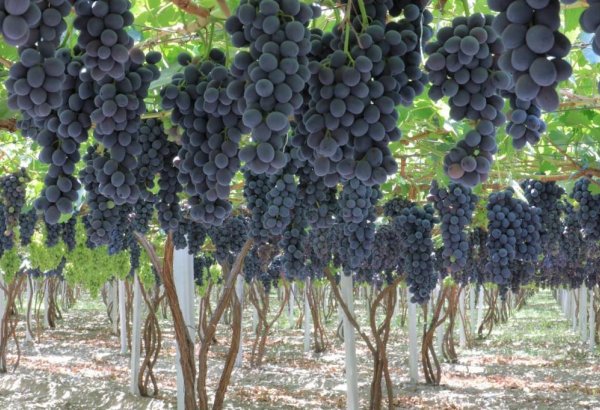 Tashkent region to host International Grape Festival